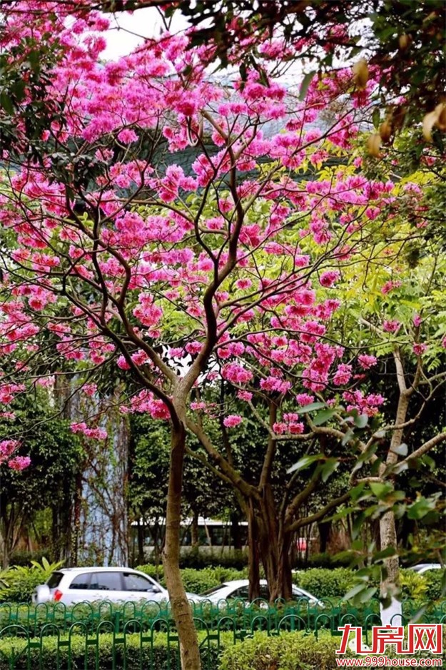 忠仑公园梅花悄然绽放 蓬勃烂漫引人驻足拍照-九房网