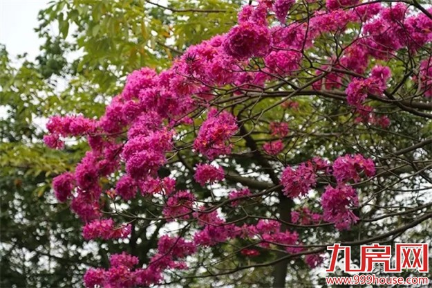 忠仑公园梅花悄然绽放 蓬勃烂漫引人驻足拍照-九房网