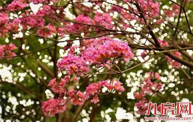 忠仑公园梅花悄然绽放 蓬勃烂漫引人驻足拍照-九房网