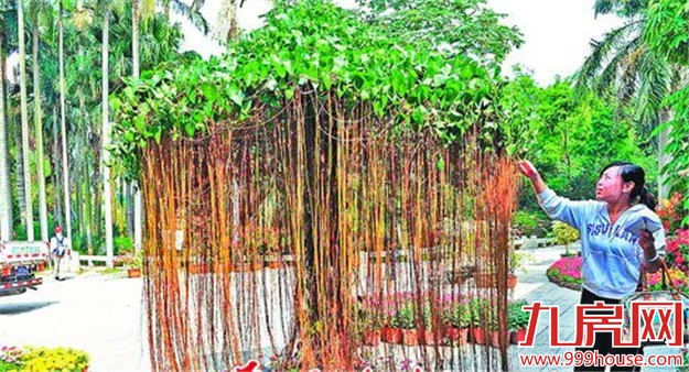 厦门园博苑将对市民免费开放 植物园也将逐步免费-九房网