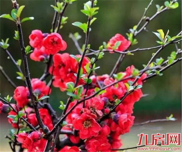 厦门的春天彻底爆发了  这里的花儿美翻了全厦门！——九房网