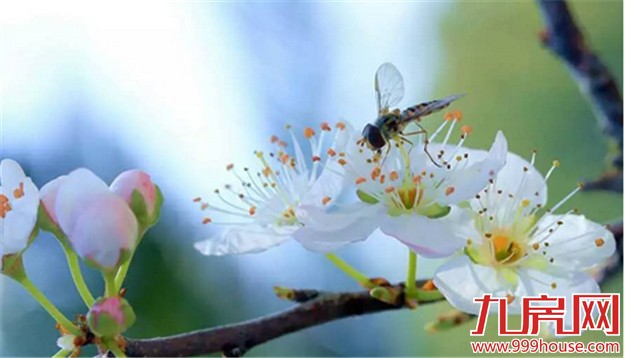 厦门的春天彻底爆发了  这里的花儿美翻了全厦门！——九房网