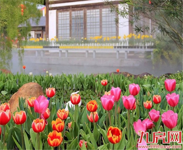 厦门的春天彻底爆发了  这里的花儿美翻了全厦门！——九房网