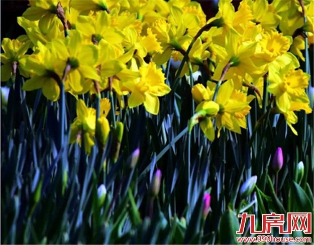 厦门的春天彻底爆发了  这里的花儿美翻了全厦门！——九房网