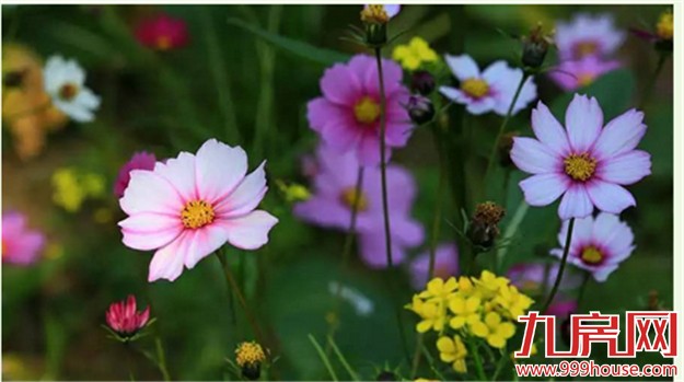 厦门的春天彻底爆发了  这里的花儿美翻了全厦门！——九房网