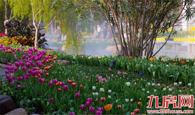 厦门的春天彻底爆发了  这里的花儿美翻了全厦门！——九房网