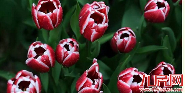 厦门的春天彻底爆发了  这里的花儿美翻了全厦门！——九房网