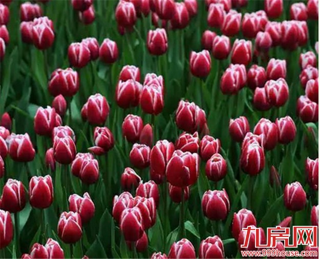 厦门的春天彻底爆发了  这里的花儿美翻了全厦门！——九房网