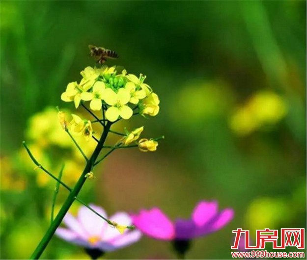 厦门的春天彻底爆发了  这里的花儿美翻了全厦门！——九房网