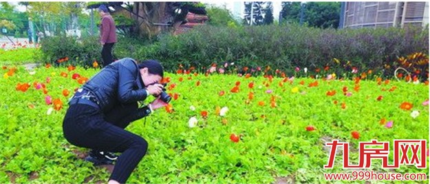 翻越篱笆 踩花拍照 公园花海请你“脚下留情”——九房网