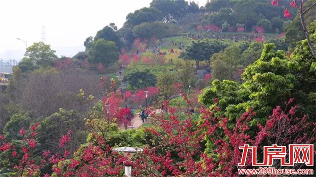 厦门赏樱花攻略  雾里看花醉意浓——九房网