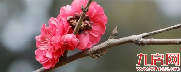 厦门赏樱花攻略  雾里看花醉意浓——九房网