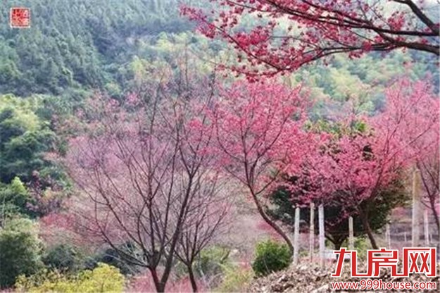 厦门赏樱花攻略  雾里看花醉意浓——九房网