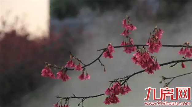厦门赏樱花攻略  雾里看花醉意浓——九房网