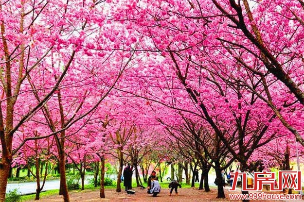 厦门赏樱花攻略  雾里看花醉意浓——九房网
