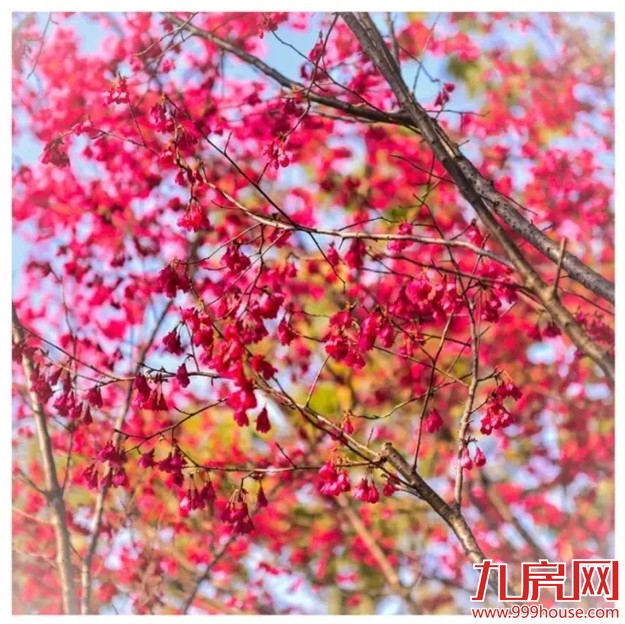 《跑男》要来厦录制？厦门高颜值又浪漫的取景地——九房网