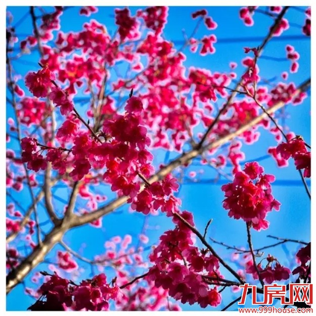 《跑男》要来厦录制？厦门高颜值又浪漫的取景地——九房网