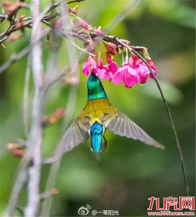 《跑男》要来厦录制？厦门高颜值又浪漫的取景地——九房网