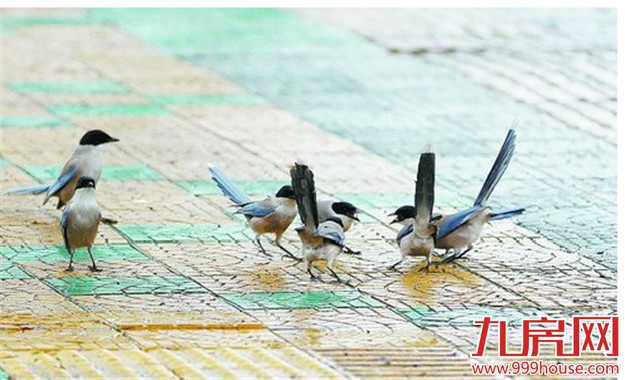 春寒料峭 今天最低温7℃  连续三天仍有阵雨——九房网