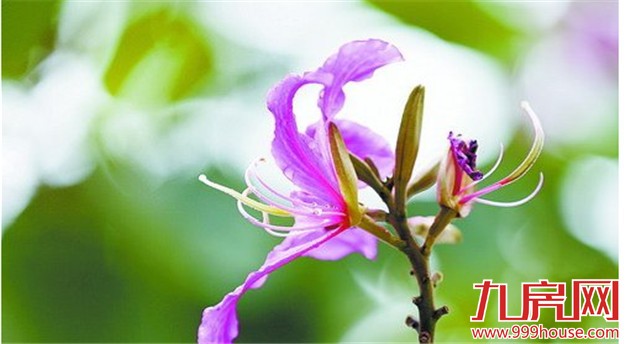 春寒料峭 今天最低温7℃  连续三天仍有阵雨——九房网