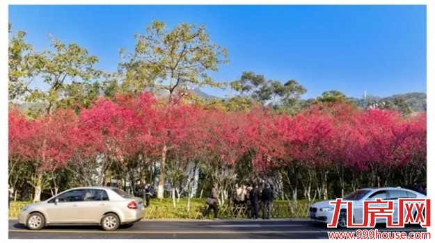 《跑男》要来厦录制？厦门高颜值又浪漫的取景地——九房网