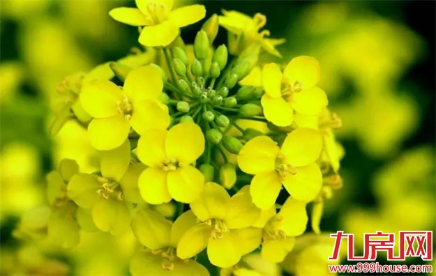 厦门是哪个省的？已传疯！厦门人快顶！起！来！——九房网