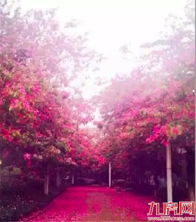 你的新老公宋仲基邀你去厦门，约吗？——九房网