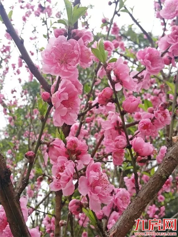 在厦门赏桃花的正确姿势  乘着晴天约起来——九房网