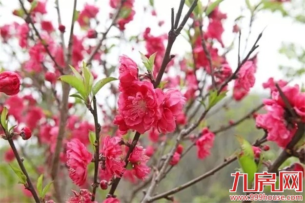 在厦门赏桃花的正确姿势  乘着晴天约起来——九房网