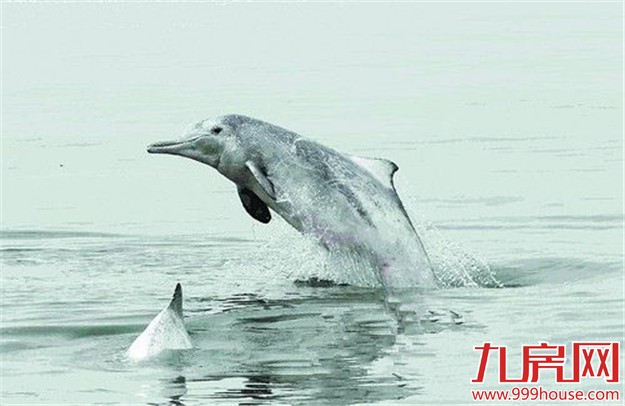 厦门发布2015海洋环境状况 白海豚作证:海水更清了——九房网