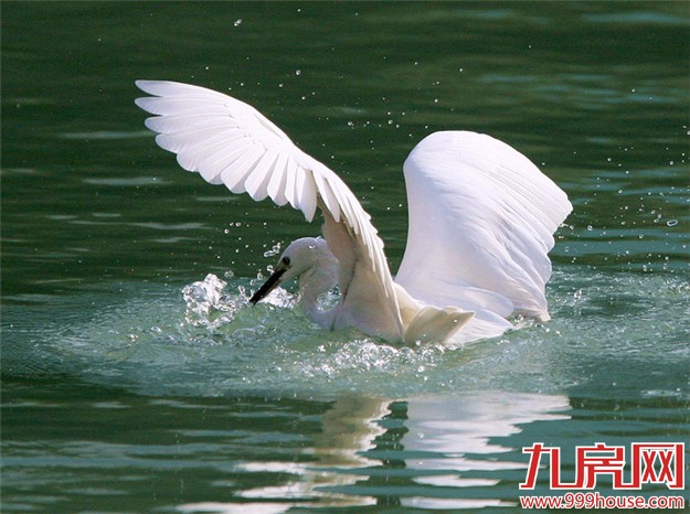 光明日报头版刊文介绍厦门生态环境 白鹭爱长留厦门——九房网