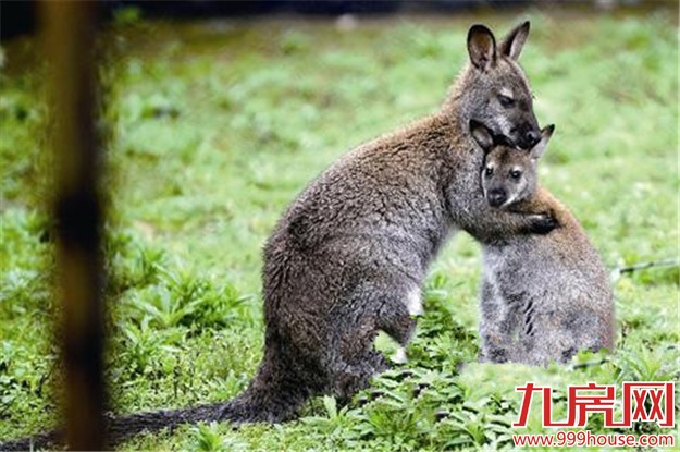 因场地租期到期 海沧野生动物园开园16年将停业——九房网