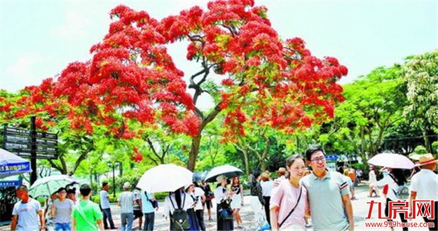 端午小长假首日鼓浪屿迎客5.4万 旅游舒适度高——九房网