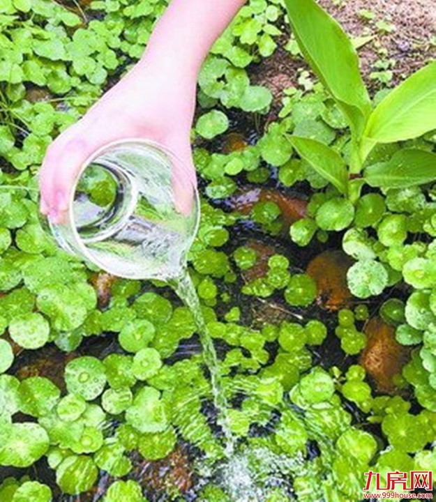 八大“利器” 让“厦门西湖”不再污——九房网 八大“利器” 让“厦门西湖”不再污——九房网