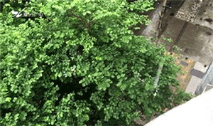 这个倒插门台风“黑户”要影响厦门啦!今天有暴雨+雷电!——九房网 这个倒插门台风“黑户”要影响厦门啦!今天有暴雨+雷电!——九房网