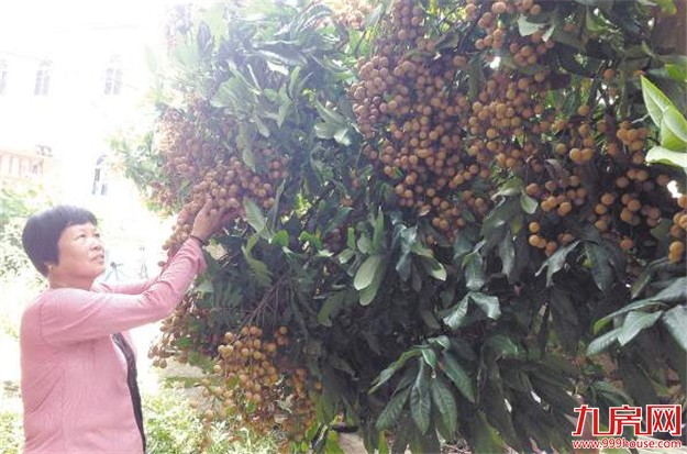 同安9月龙眼将大量上市 今年或大幅涨价——九房网