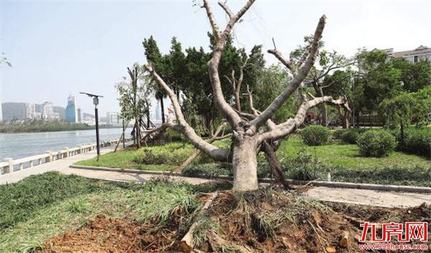 清华教授剖析厦门及其他城市绿化问题 市市政园林局做出回应——九房网