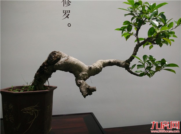 造木之竟  大道自然 | 建发家居JFC木竟紫檀空间清雅启幕 ——九房网