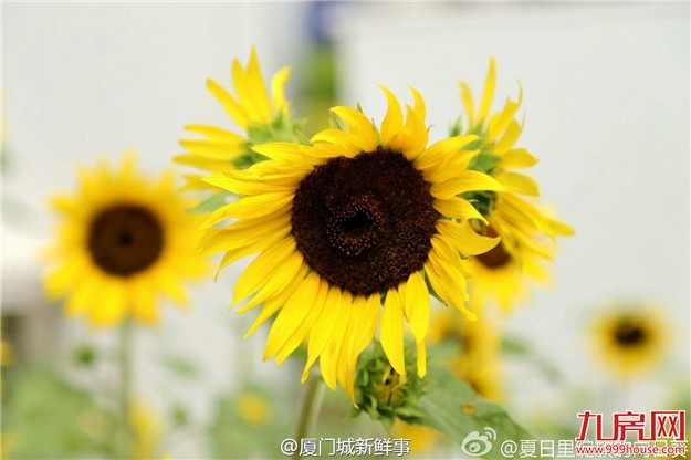 【厦门爆闻】城区常住人口不到300万，不得推积分落户！将停止别墅类用地的土地供应…——九房网