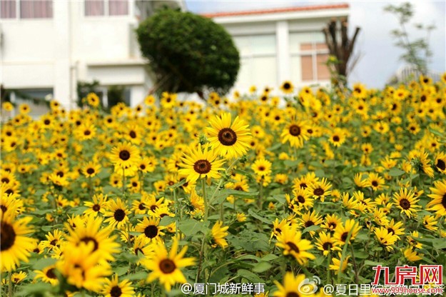 【厦门爆闻】城区常住人口不到300万，不得推积分落户！将停止别墅类用地的土地供应…——九房网