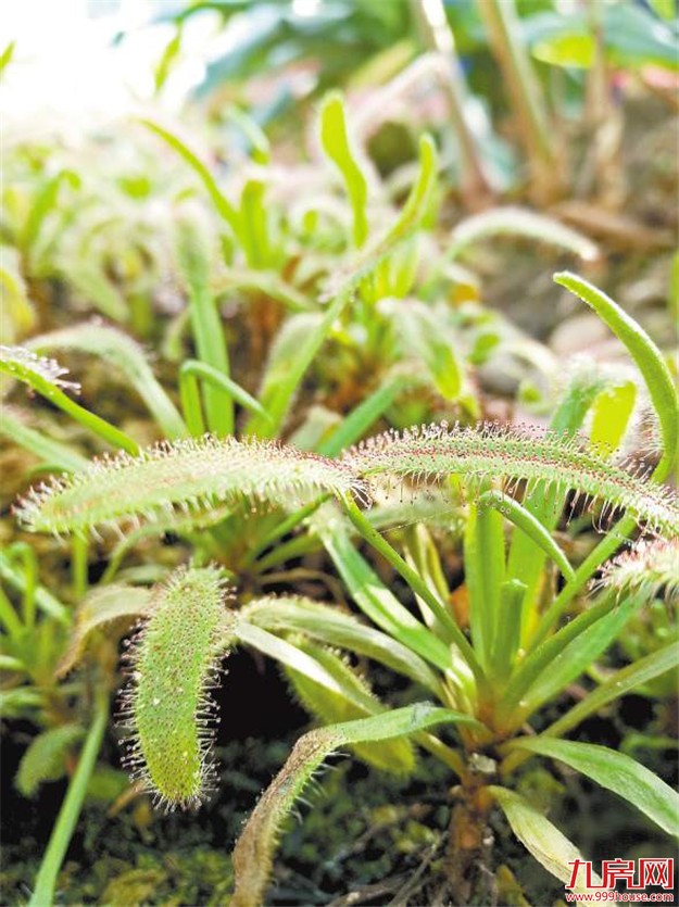 厦门植物园奇趣植物区春节开放 大部分植物首次“会客”——九房网