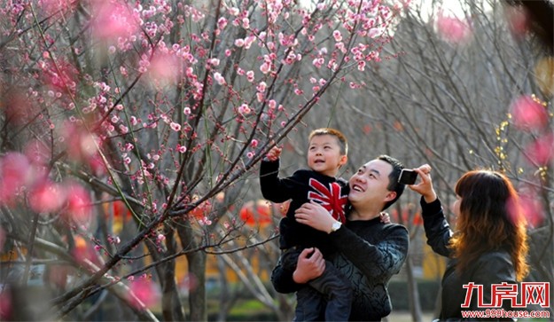 厦门旅游市场逐渐回暖 赏花之旅成为主旋律——九房网 厦门旅游市场逐渐回暖 赏花之旅成为主旋律——九房网