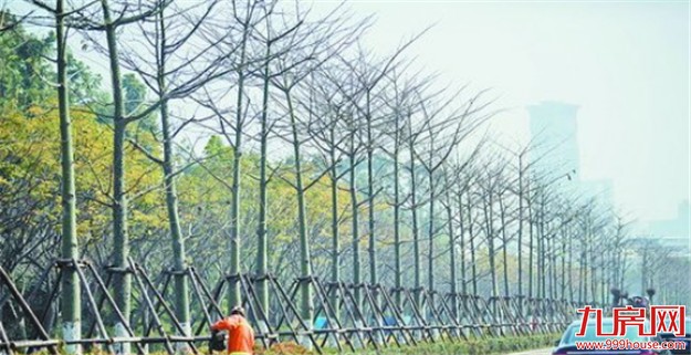 主干道补绿提升城市颜值 盘点厦门常用绿化树种——九房网