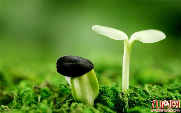 联发状元坊：亲子种植&插花体验周六登场——九房网