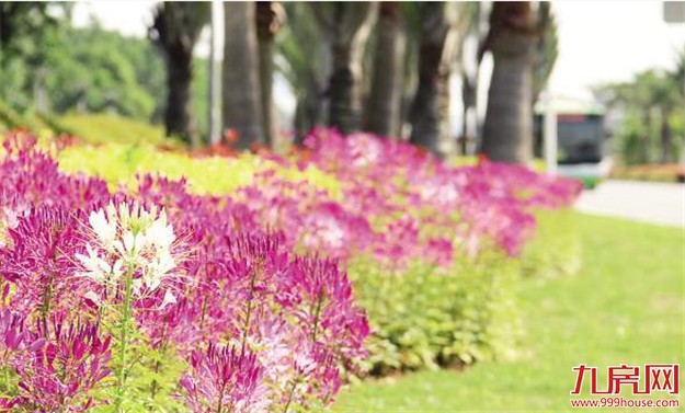 厦门房产,厦门房地产,厦门新房,九房网,厦门房产