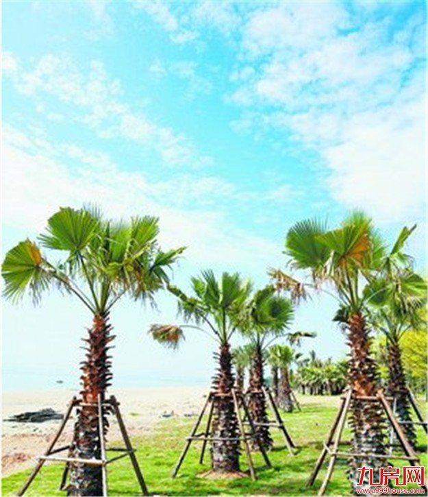 滨海旅游浪漫线核心段绿化基本完成 呈现全新效果——九房网