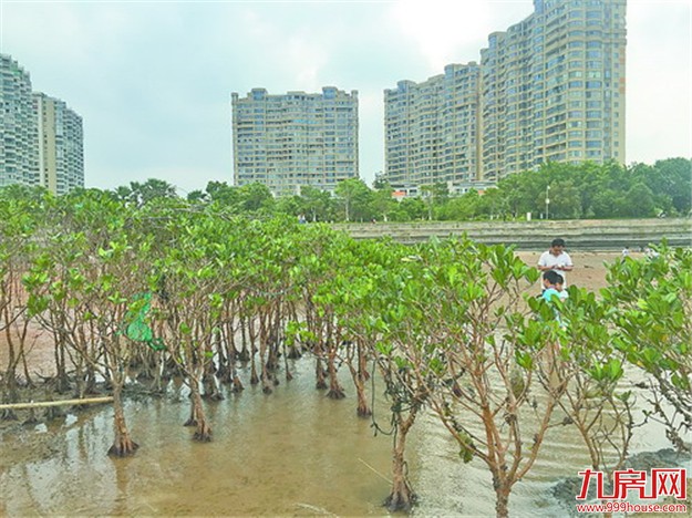 厦门房产,厦门房地产,厦门新房,九房网,厦门房产 厦门房产,厦门房地产,厦门新房,九房网,厦门房产