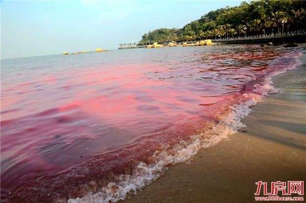 厦门海域赤潮消亡 我省的有毒赤潮也全部消亡——九房网