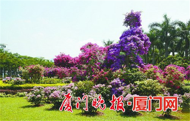 多彩市花扮靓道路陆续可赏 精美造型喜迎嘉宾——九房网