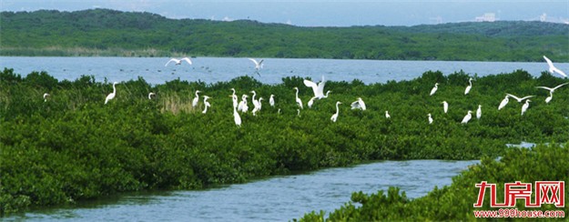 厦门会晤碳中和项目启动 将造林580亩中和温室气体——九房网